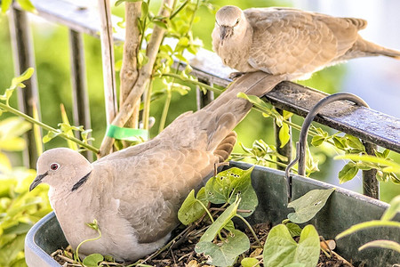 Как отпугнуть птиц с участка: 9 лучших способов
