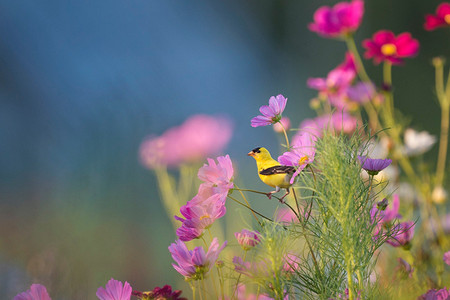 Каких полезных птиц приманить на ваш участок и как это сделать: 6 идей