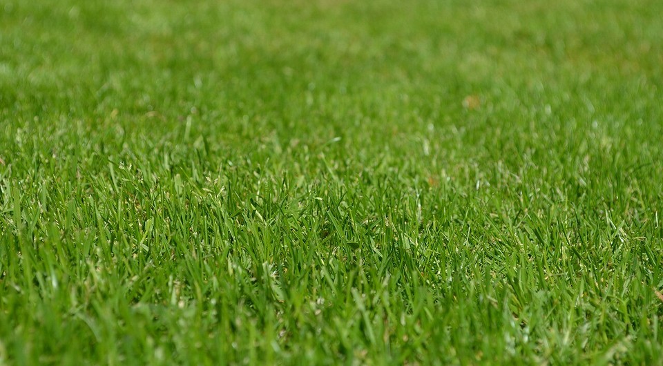 Как сеять газон правильно: засеиваем траву своими руками