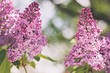 10 красивых дачных кустарников, которые цветут розовыми цветами