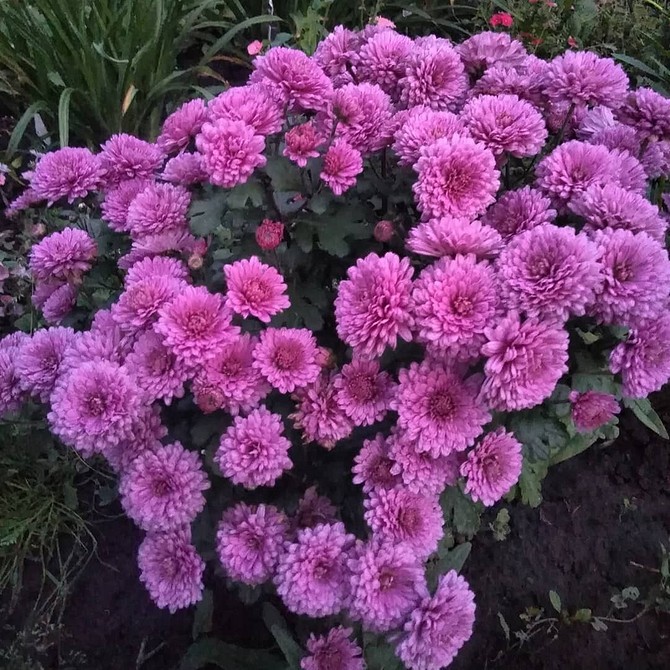 10 дачных растений, которые цветут до самых заморозков