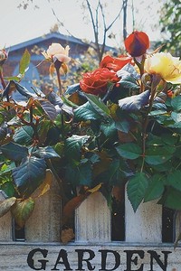 Подготовка роз к зиме: все важные нюансы