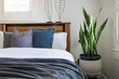 6 идеальных комнатных растений для спальни