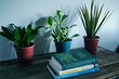 8 идеальных растений для темной комнаты