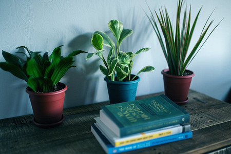 8 идеальных растений для темной комнаты