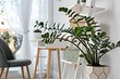8 самых красивых комнатных растений для вашей квартиры (и декора не нужно)
