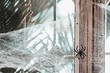 Как избавиться от пауков в домашних условиях: эффективные народные и магазинные средства 