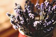 6 растений с приятным ароматом, которые можно посадить дома