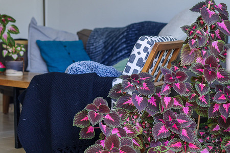 6 красивых комнатных растений с цветными листьями