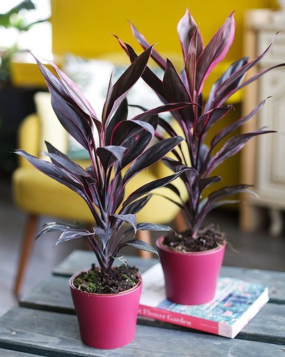 Комнатное Растение С Цветными Листьями Фото