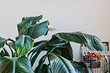 5 растений, которые создадут атмосферу тропиков в обычной квартире