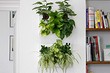 6 эффектных комнатных растений для маленькой квартиры