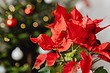 5 красивых растений, которые цветут зимой