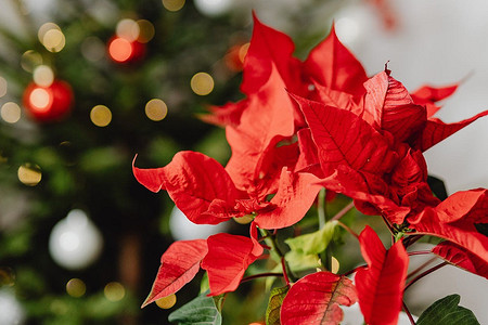 5 красивых растений, которые цветут зимой