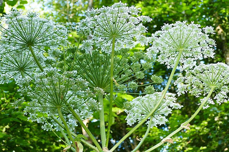 Как избавиться от борщевика на дачном участке: 6 эффективных способов