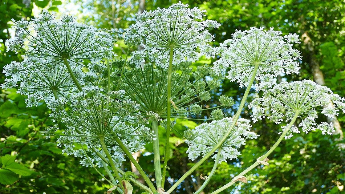 Полное обрезание растения