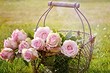 Уход за розами весной: простой чек-лист из 6 пунктов, которые нужно выполнить после зимы