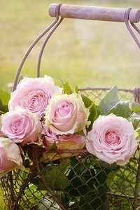 Уход за розами весной: простой чек-лист из 6 пунктов, которые нужно выполнить после зимы