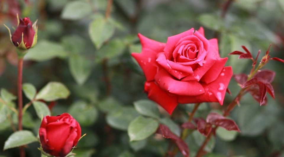 Уход за розами весной: чем подкормить, как обрезать и когда сажать