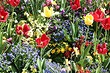 Какие цветы сажать весной в грунт: 10 подходящих видов