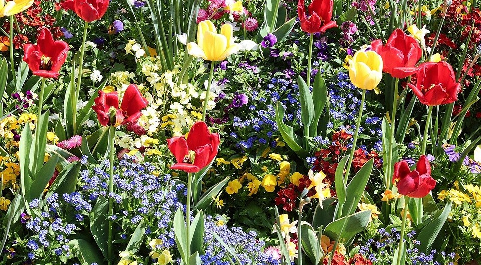 Какие цветы сажать весной в открытый грунт — список лучших и советы от IVD.ru