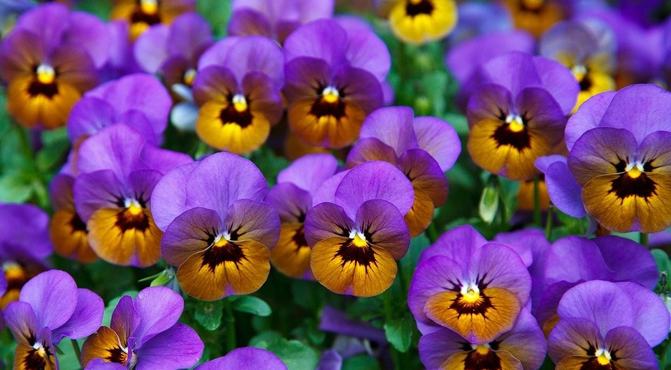 Какие цветы сажать весной в открытый грунт — список лучших и советы от IVD.ru