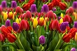 Все о посадке тюльпанов весной: гид, который будет понятен новичкам и полезен опытным садоводам