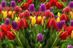 Посадка тюльпанов весной: можно ли сажать, когда и как правильно посадить своими руками — IVD.ru