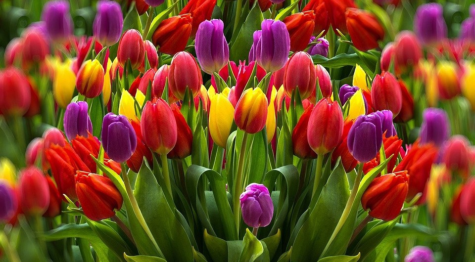 Посадка тюльпанов весной: можно ли сажать, когда и как правильно посадить своими руками — IVD.ru