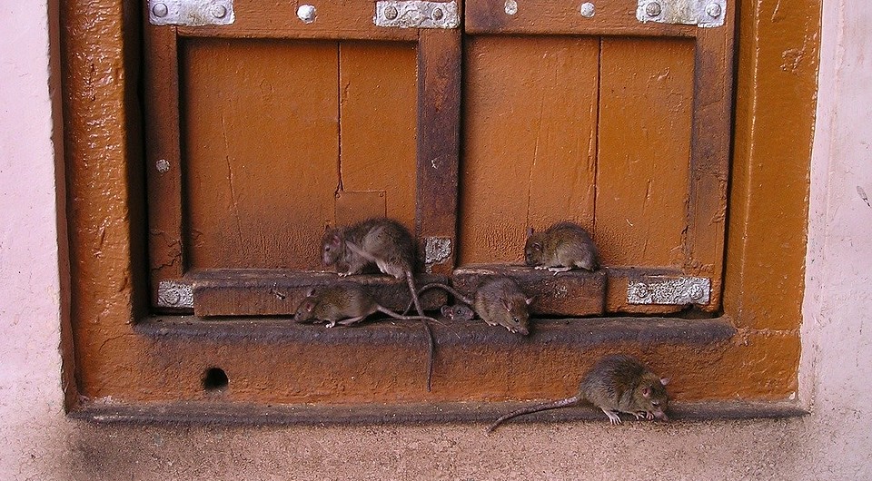 Определите причину присутствия крыс в доме