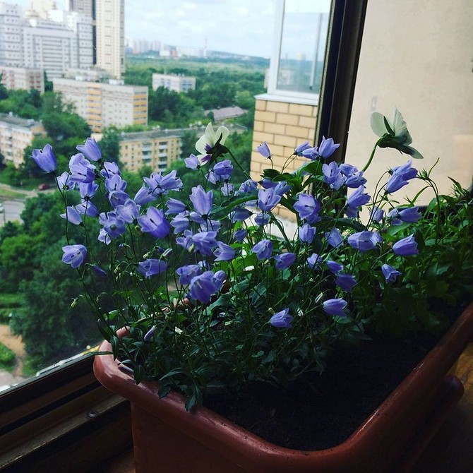 Оформление балкона цветами: нюансы выбора и размещения. Цветы на лоджии: оформление, как разместить растения для балкона