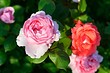 Как сажать розы весной после покупки: подробный гид для садоводов