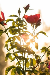 Как вырастить розу из букета: подробный гид для садовода