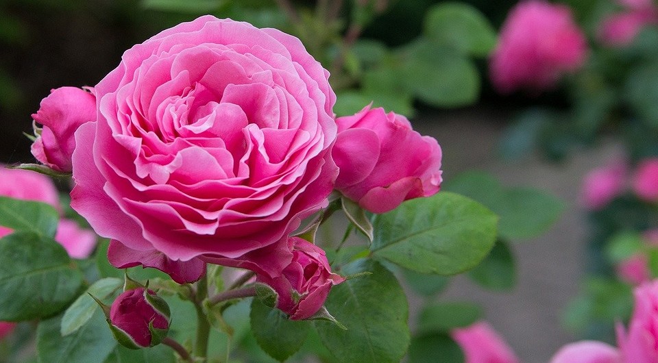 Как садить розы после покупки: посадка покупных саженцев весной