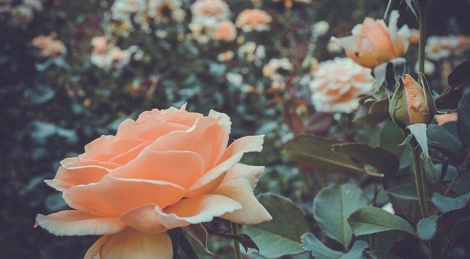 Как садить розы после покупки: посадка покупных саженцев весной