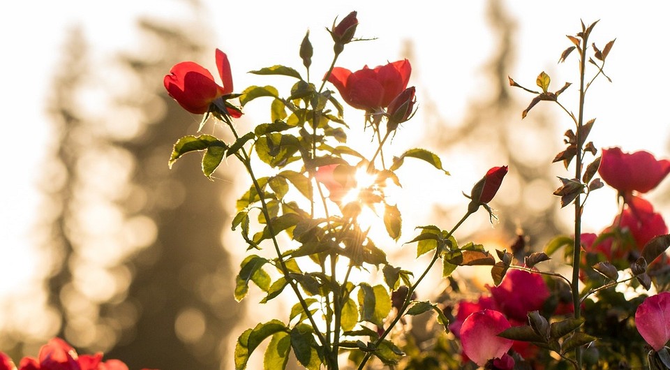 Как посадить и вырастить розу из букета в домашних условиях — советы по укоренению черенков