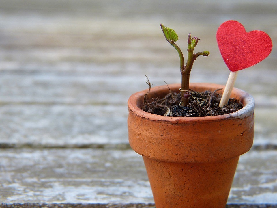 Как посадить и вырастить розу из букета в домашних условиях — советы по укоренению черенков