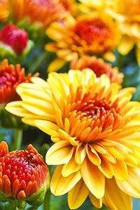 Какие цветы посадить на даче в апреле: список красивых растений для вашей клумбы