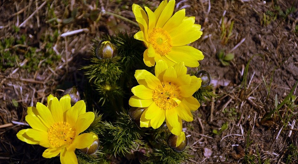 Какие цветы посадить в апреле в открытый грунт: лучшие сорта — IVD.ru
