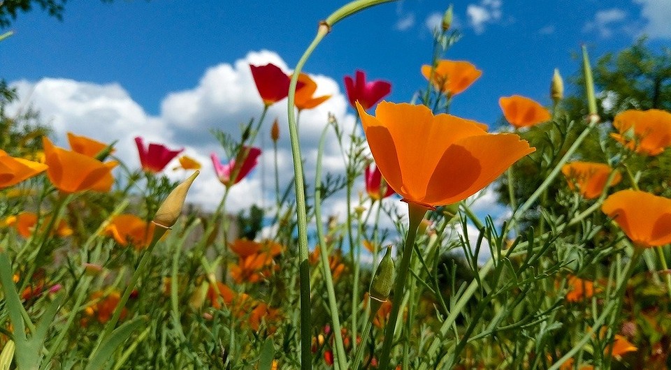 Какие цветы посадить в апреле в открытый грунт: лучшие сорта — IVD.ru
