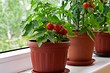 Огород в городской квартире: 7 фруктов и овощей, которые вы легко вырастите, если нет дачи