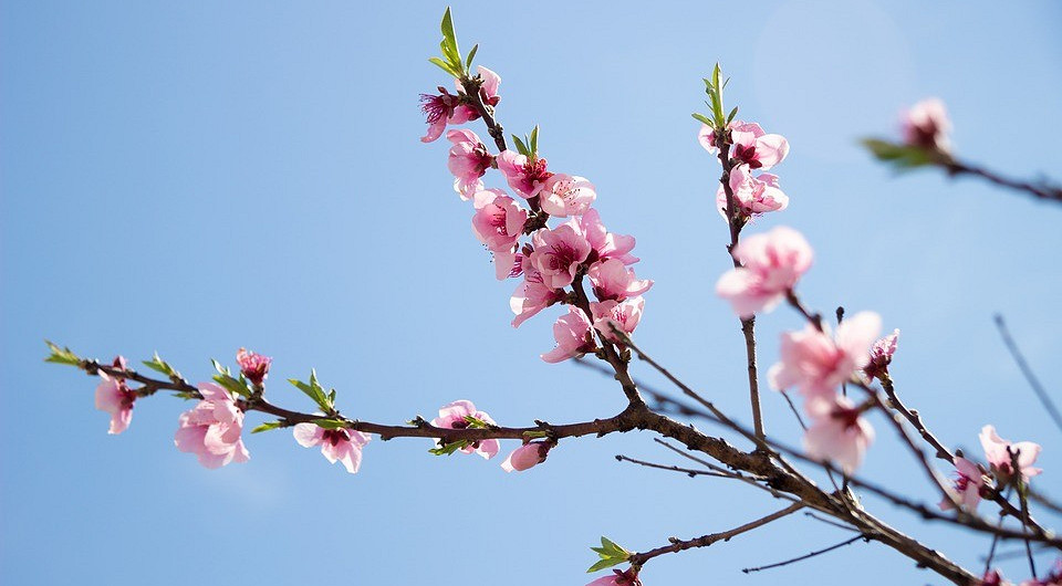 Когда лучше сажать деревья: рассказываем в новом видео в «Одноклассниках»