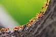 Как избавиться от рыжих муравьев на огороде и в доме