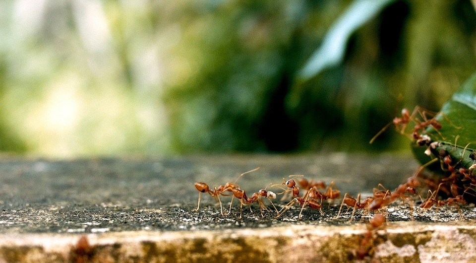 Как избавиться от рыжих муравьев на огороде и в доме: эффективные методыборьбы с насекомыми