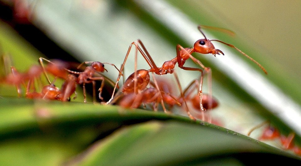 Как избавиться от рыжих муравьев на огороде и в доме: эффективные методыборьбы с насекомыми