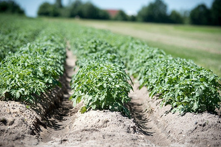 Как избавиться от проволочника в огороде: 7 действенных способов