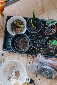 8 растений для дачи, которые вы можете начать выращивать дома и пересадить после на участке