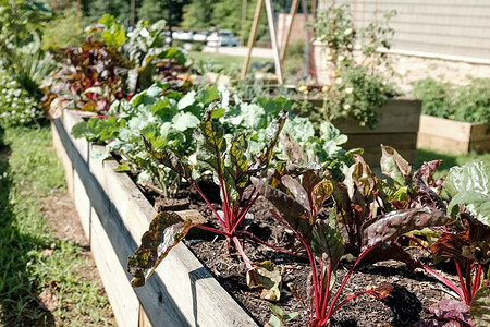 Что посадить на даче: 7 идей, почти не требующих усилий и затрат