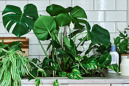 Датчик влажности почвы и еще 7 полезных и бюджетных товаров из ИКЕА для комнатных растений