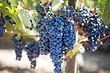 Все о посадке черенков винограда весной в открытый грунт